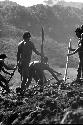 Samuel Putnam negatives, New Guinea; large group of men working in a new field; breaking the earth