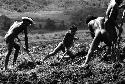 Samuel Putnam negatives, New Guinea; large group of men working in a new field; breaking the earth