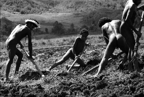 Samuel Putnam negatives, New Guinea; large group of men working in a new field; breaking the earth