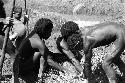 Samuel Putnam negatives, New Guinea; men working in a field