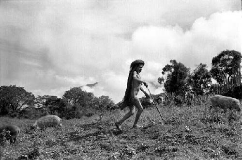 Samuel Putnam negatives, New Guinea; a woman with some pigs