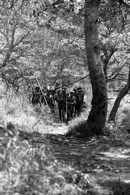 Samuel Putnam negatives, New Guinea; group of warriors coming thru a forest on their way to an Etai