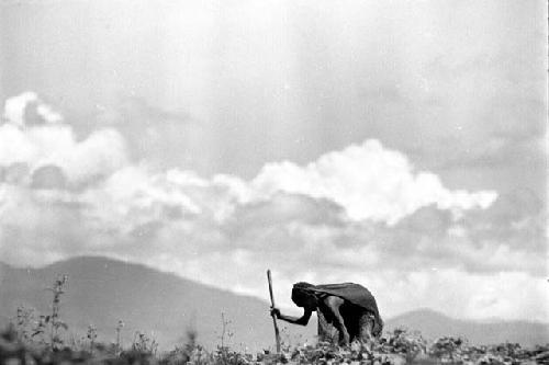 Samuel Putnam negatives, New Guinea; women digging in a field