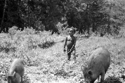 Samuel Putnam negatives, New Guinea; Metek driving 2 pigs