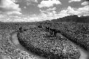 Samuel Putnam negatives, New Guinea; women working in the garden