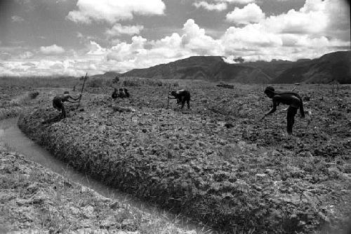 Samuel Putnam negatives, New Guinea; women working in the garden