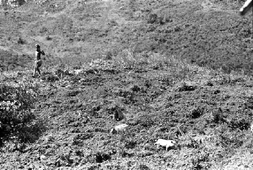 Samuel Putnam negatives, New Guinea; little girl driving pigs