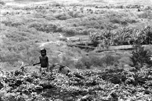 Samuel Putnam negatives, New Guinea; little girl driving pigs