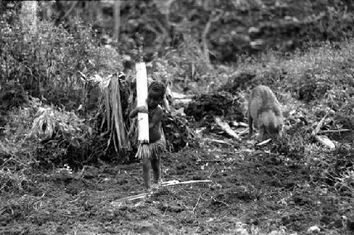 Samuel Putnam negatives, New Guinea; little girl with her pigs; she has picked up a large part of a haki tree