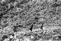 Samuel Putnam negatives, New Guinea; 3 women walking in the direction of Lokoparek near Abukulmo in the distance