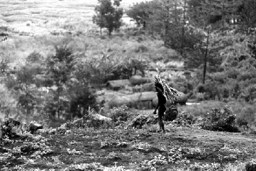 Samuel Putnam negatives, New Guinea; boy coming down the hill towards Wuperainma; fire wood on his shoulder