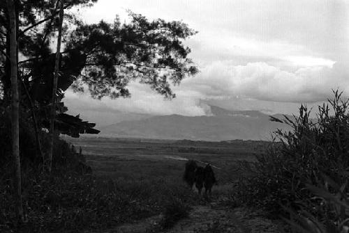 Samuel Putnam negatives, New Guinea; several women walking up the path towards Abukulmo past Homaklep