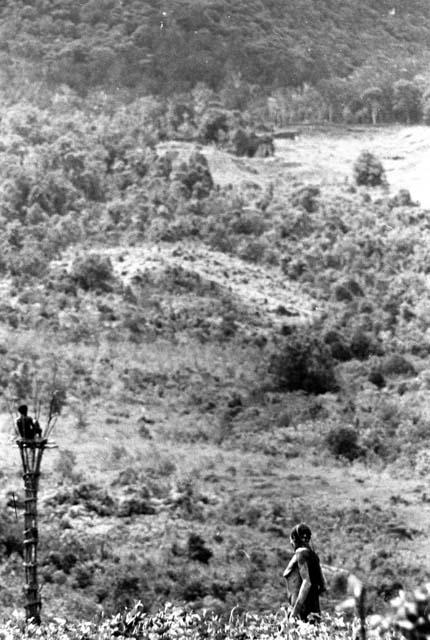 Samuel Putnam negatives, New Guinea; woman working in the fields near Siba's kaio; soomeone in kaio in bkgd