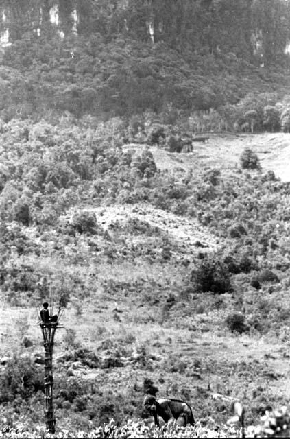 Samuel Putnam negatives, New Guinea; woman working in the fields near Siba's kaio; soomeone in kaio in bkgd