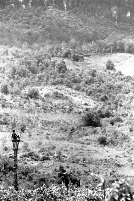 Samuel Putnam negatives, New Guinea; woman working in the fields near Siba's kaio; soomeone in kaio in bkgd