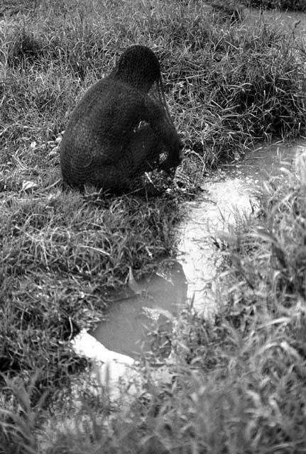 Samuel Putnam negatives, New Guinea; a woman washing hiperi in a little stream close to Wuperainma