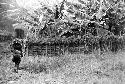 Samuel Putnam negatives, New Guinea; a woman walking into Wuperainma with a huge load of hiperi and other things