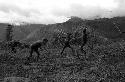 Samuel Putnam negatives, New Guinea; boys playing sikoko wasin; hoop rolling past; spears