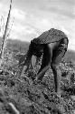 Samuel Putnam negatives, New Guinea; a woman digging in the garden; she is planting something