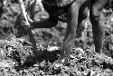 Samuel Putnam negatives, New Guinea; a woman digging in the garden; she is planting something