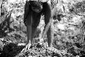 Samuel Putnam negatives, New Guinea; woman working in the garden