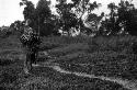 Samuel Putnam negatives, New Guinea; another woman walking along the trail from the fields; past Mapiliatma on her way to Abulupak