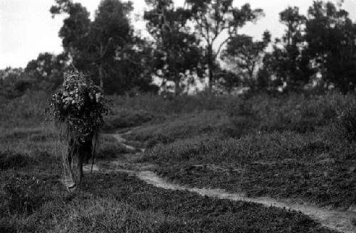 Samuel Putnam negatives, New Guinea; another woman walking along the trail from the fields; past Mapiliatma on her way to Abulupak