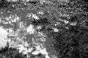 Samuel Putnam negatives, New Guinea; rain drops in a pool of muddy water