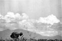 Samuel Putnam negatives, New Guinea; women digging in a field