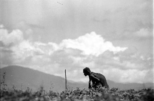 Samuel Putnam negatives, New Guinea; women digging in a field