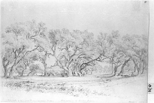 Drawing of Live Oaks, camp