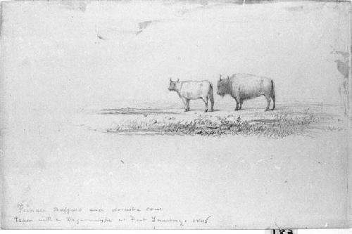 Drawing: "Female Buffalo and Domestic Cow"