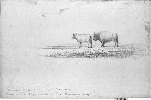 Drawing: "Female Buffalo and Domestic Cow"