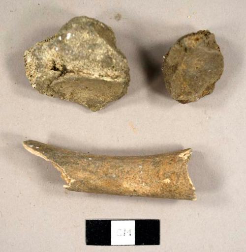 Faunal bone fragments