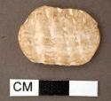 Shell fragment, oval shaped