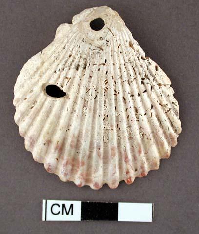 Incomplete pecten shell - perforation in umbo - 5.0 x 4.7 cm.