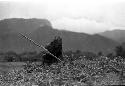 Samuel Putnam negatives, New Guinea; woman working in the field