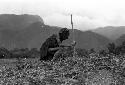 Samuel Putnam negatives, New Guinea; an old woman kneeling working in a hiperi field; leans on stick
