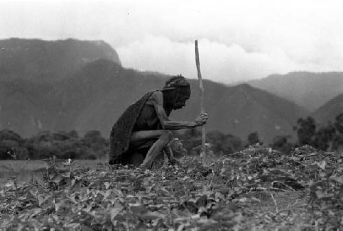 Samuel Putnam negatives, New Guinea; an old woman kneeling working in a hiperi field; leans on stick