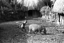 Samuel Putnam negatives, New Guinea; little boy in Wuperainma