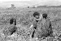 Samuel Putnam negatives, New Guinea; 2 women and a young girl in the fields