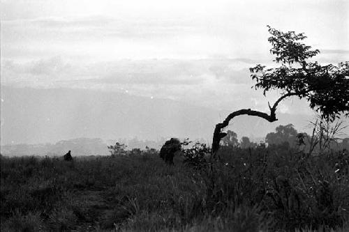 Samuel Putnam negatives, New Guinea; a woman walking in the fields