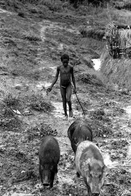 Samuel Putnam negatives, New Guinea; Lokopma taking his pigs up past Alugu's garden into the wam yabu above Homaklep