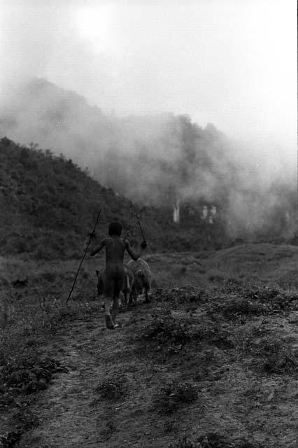 Samuel Putnam negatives, New Guinea; Lokopma taking his pigs up past Alugu's garden into the wam yabu above Homaklep