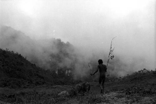 Samuel Putnam negatives, New Guinea; Lokopma taking his pigs up past Alugu's garden into the wam yabu above Homaklep