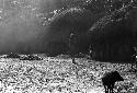 Samuel Putnam negatives, New Guinea; in Abukulmo; child walking in the sili; pig in the frgd