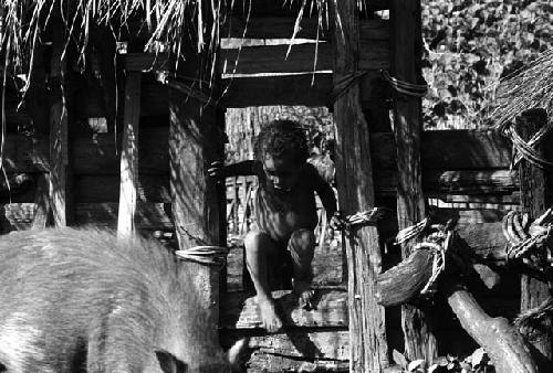 Samuel Putnam negatives, New Guinea; child leaving a sili; pig in frgd