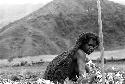 Samuel Putnam negatives, New Guinea; woman working in the fields; down in the blossoms; Tukumba behind