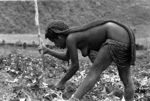 Samuel Putnam negatives, New Guinea; a woman stooped over working in the fields