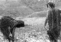 Samuel Putnam negatives, New Guinea; 2 women working in the fields